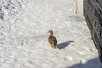 Wild duck on the snow-covered path of the city park.