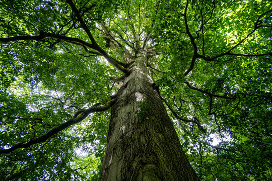 Looking Up An Old English Tree