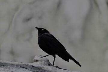 Black Bird - Yosemite
