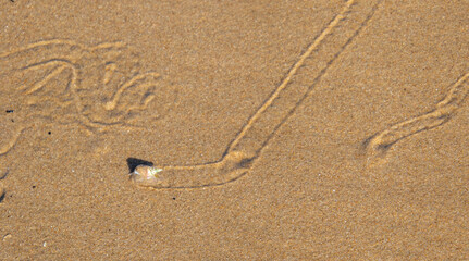 Fototapeta na wymiar Sea slug trails in the sand on the beach