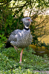 The southern screamer (Chauna torquata), also known as the crested screamer, on one leg on grass   