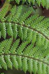 Nahaufnahme Farnblätter