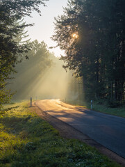 Foggy morning in Forest