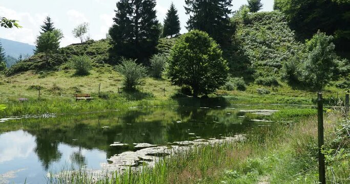 Schwarzwaldlandschaft. Sch&ouml;nau im Wiesental. Der Letzbergweiher entlang des Philosophenweges, ruhiger Ort am Ufer des kleinen Teiches
