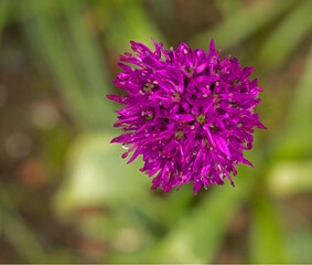 Allium flower head top in springtime, Pickmere, Knutsford, Cheshire, UK