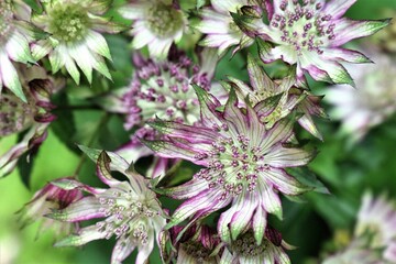  Astrantia close-up