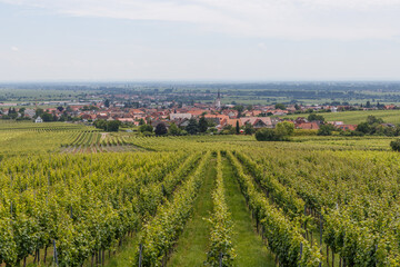 Weinanbau in Maikammer, Rheinland-Pfalz, Deutschland
