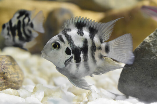 Male polar parrot cichlid. Small aquarium fish .