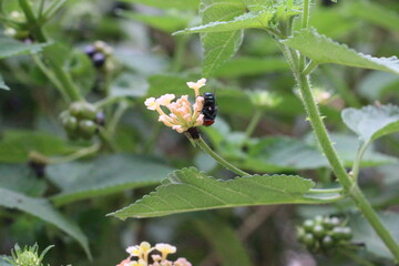 Fly Collecting Food From Flowers 