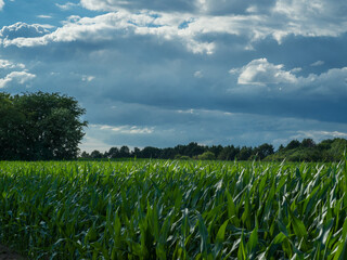 View over a corn field in midsummer.