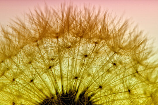 Fototapeta Close up view of a common dandelion (Taraxacum officinale), Wilmington, North Carolina, United States.
