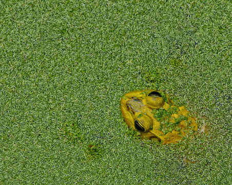 Close up view of a Bullfrog (Rana Catesbeiana), West Regional Wastewater Natural Preserve, Vero Beach, Florida, United States.