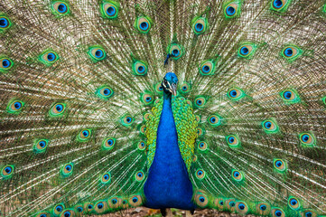 Peacocking in Castro, Brazil