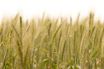 Wheat field in Tibagi, Brazil.