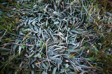 Frozen grass background