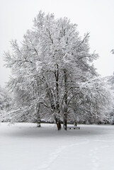 Snowy tree in a snow-covered park with benches in dreary weather..