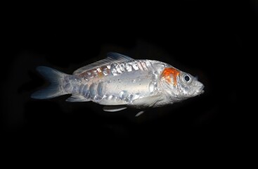Kohaku Koi fish died due to poor water quality i.e. ammonia poisoning.
