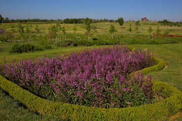 Obraz premium Delightful landscapes in the city park. Colorful flowering plants, landscaping in a well-tended park. Fresh bright flowers. Popular garden in Kyiv. Ukraine. Europe.