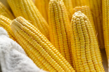 Brazilian fresh organic corn cobs in a basket.