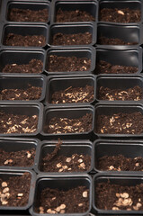 different seed planted into seedbeds