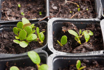 small plants growing in seedbeds