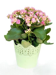 pink flowers of calanchoe potted plant close up