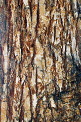 Close Up of Tree Bark Surface Texture: Detailed Natural Patterns and Organic Structure