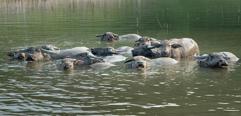Small herd of Thai water buffalo wading in the lake