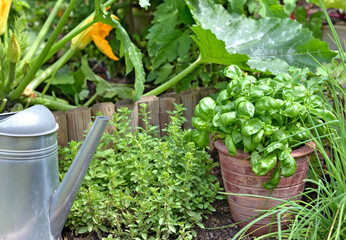 aromatic plant and basil in potted  in a garden