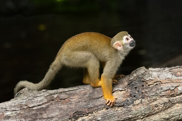 Common Squirrel Monkey on tree log