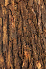 Close Up of Tree Bark Surface Texture: Detailed Natural Patterns and Organic Structure