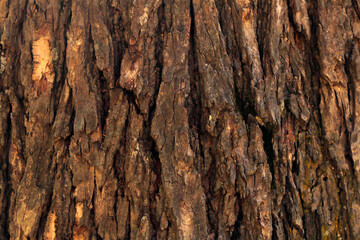Obraz premium Close Up of Tree Bark Surface Texture: Detailed Natural Patterns and Organic Structure