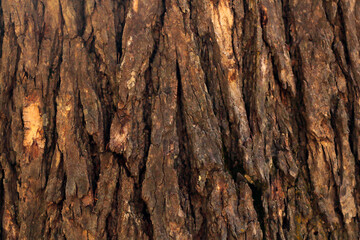 Close Up of Tree Bark Surface Texture: Detailed Natural Patterns and Organic Structure