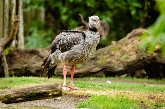 Halsbandwehrvogel bei einem Weiher