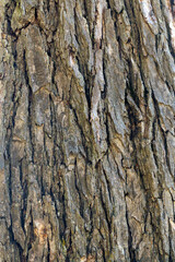 Close Up of Tree Bark Surface Texture: Detailed Natural Patterns and Organic Structure