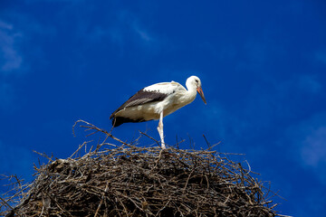 a white stork stands in a nest of branches at the top illuminated by sunlight against a blue sky, ornithology is the habitat of birds.