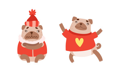 Funny Pug Dog with Curled Tail and Light Brown Coat in Warm Winter Clothing Vector Set