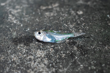 Indian painted glass fish died due to bent spine disease. Dead Small fish