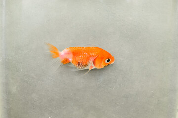 Lionhead goldfish died due to poor water quality i.e. ammonia poisoning. Dead Small fish .
