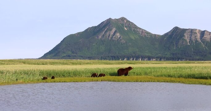 A brown bear sow and her cubs graze on grass in Katmai, Alaska.