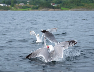 seagull eating fish-parts