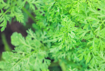Photo carrot tops close up. Greenery pattern. Background from carrot tops. Macrophoto.