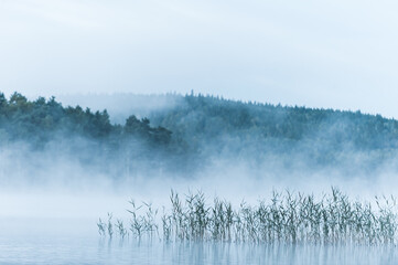 Misty lake with reeds, Sweden