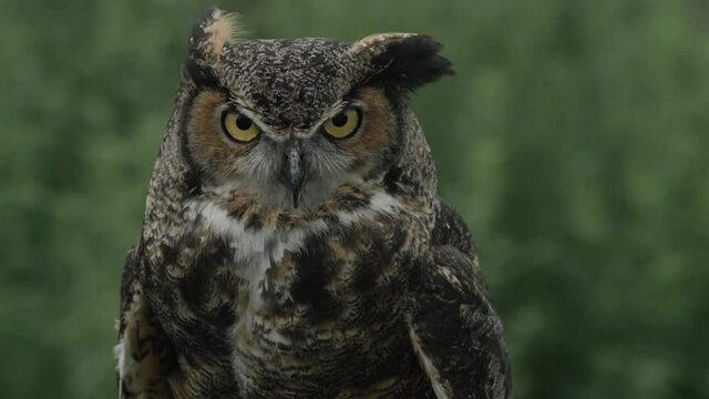 Great Horned Owl looking right at the camera