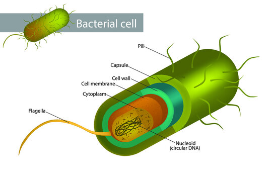 Bacteria Cell Structure. Illustration of a bacterial cell structure shows cell wall, membranes, plasmid dna and flagellum.