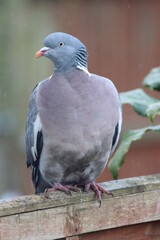 Wood Pigeon