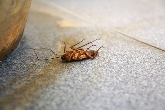 Cockroach lying dead on the tiled floor in the bathroom.