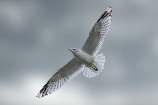Seagull