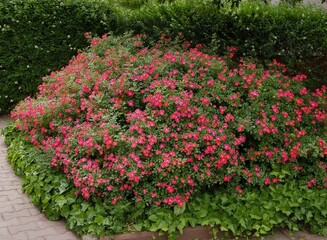Fototapeta na wymiar bush with many red flowers of roses