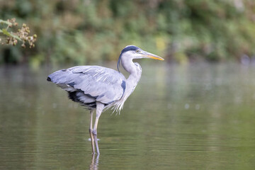 Grey Heron